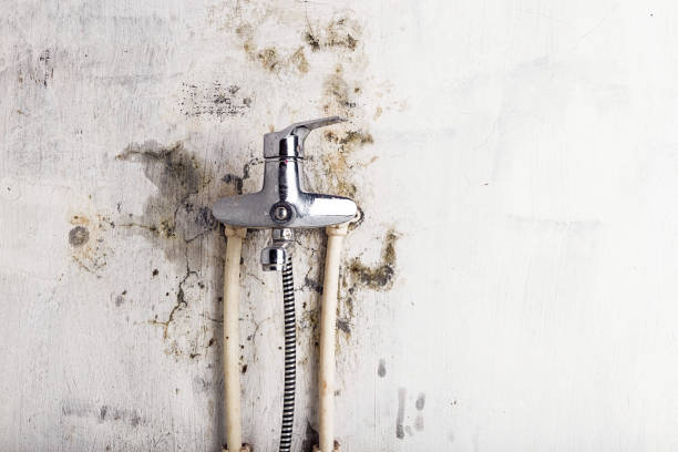 Best Water Damage Restoration  in Bagley, MN