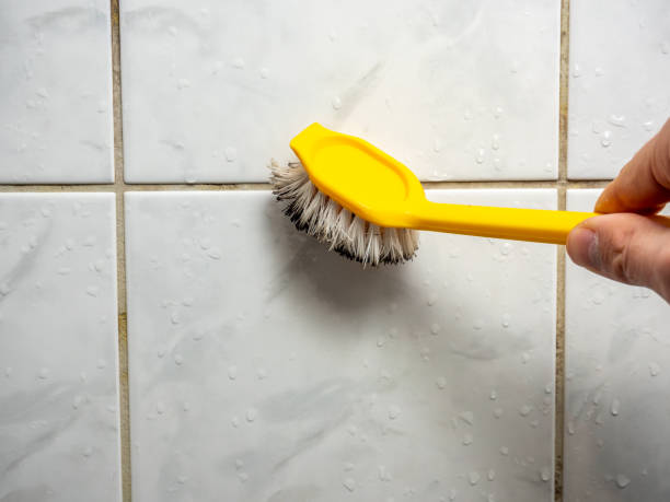 Best Mold Damage Repair  in Bagley, MN