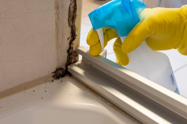 Best Residential Mold Removal  in Bagley, MN