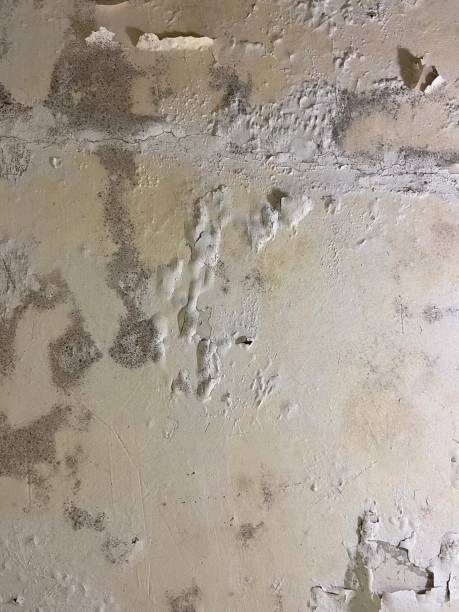 Best Crawl Space Mold Removal  in Bagley, MN