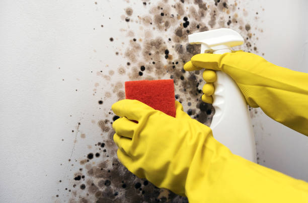 Best Fast Mold Removal  in Bagley, MN