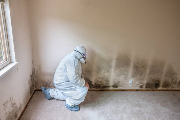 Best Attic Mold Removal  in Bagley, MN