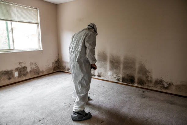 Best Office Mold Removal Services  in Bagley, MN
