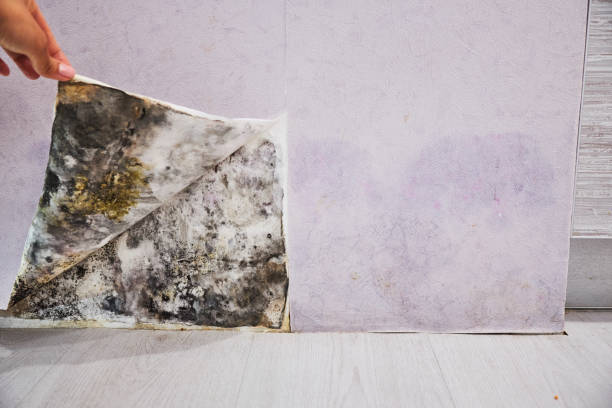 Best Mold Testing  in Bagley, MN